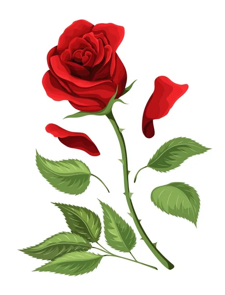 Plantilla de postal de amor de San Valentín flor de rosa roja con hojas verdes — Archivo Imágenes Vectoriales