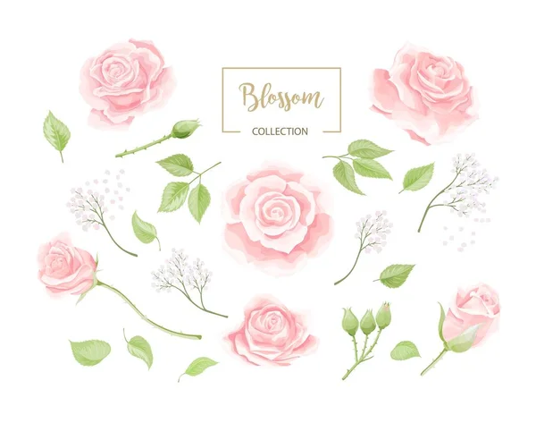 Colección de flores de rosas rosadas crema. Conjunto de flores rosa aisladas en blanco — Vector de stock