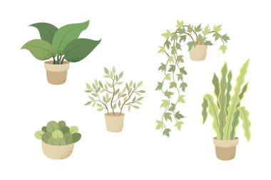 Çiçekler ve bitkiler beyaz tencerelerde izole edilmiş. Çiçek saksılarıyla hazırlan