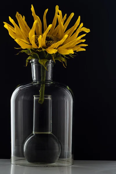 Sunflower in a flask with water on black background — Stock Photo, Image