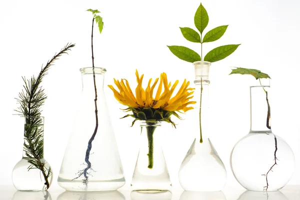 Пять лабораторных колб с растениями на белом фоне — стоковое фото