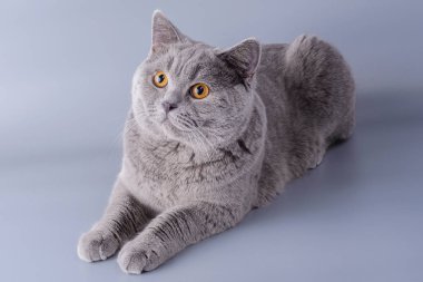 Gri bir arka plan üzerinde güzel genç İngiliz kedi