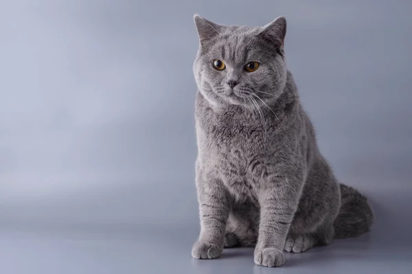 Hermoso gato británico joven sobre un fondo gris — Foto de Stock