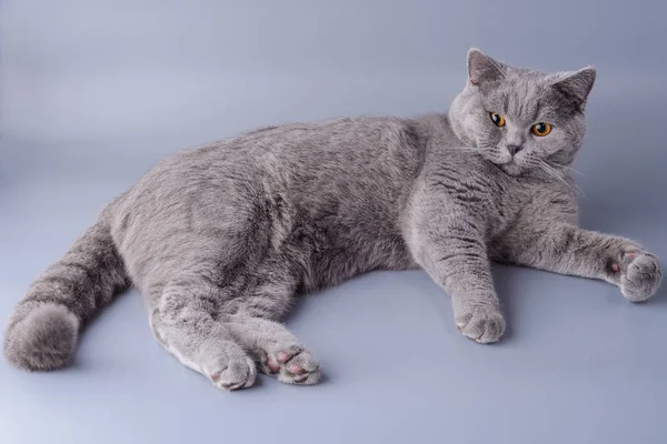 Hermoso gato británico joven extendida sobre un fondo gris — Foto de Stock