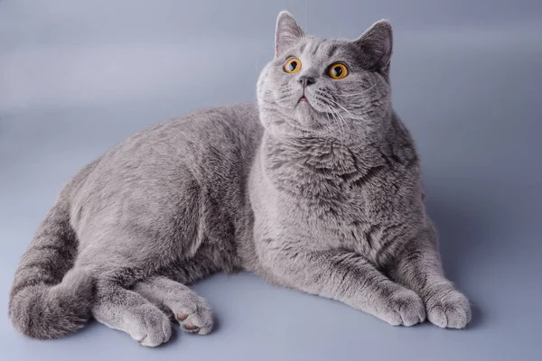Hermosa sorprendida joven gato británico sobre un fondo gris — Foto de Stock