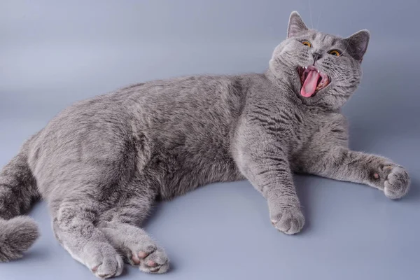 Schöne junge britische Katze gähnt auf grauem Hintergrund — Stockfoto