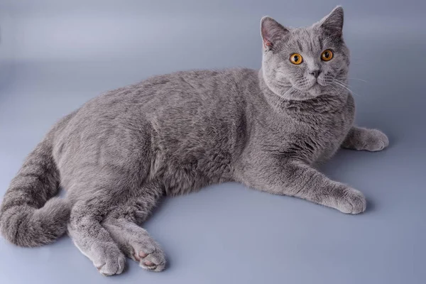 Güzel genç İngiliz kedi gri bir arka plan üzerine yayılmış — Stok fotoğraf