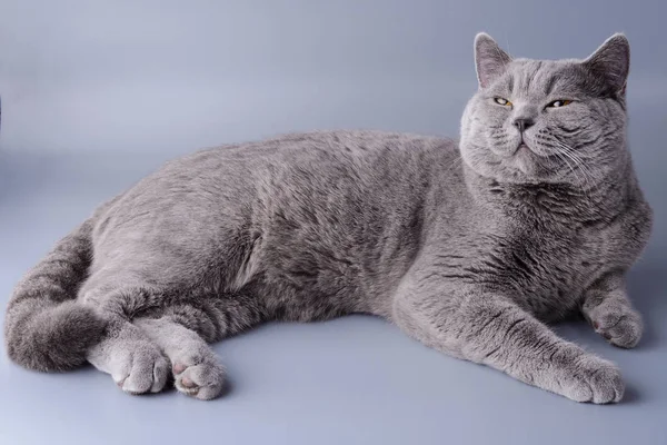 Schöne zufriedene junge britische Katze auf grauem Hintergrund — Stockfoto