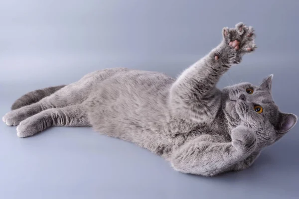 Bela jovem gato britânico é jogado em um fundo cinza — Fotografia de Stock
