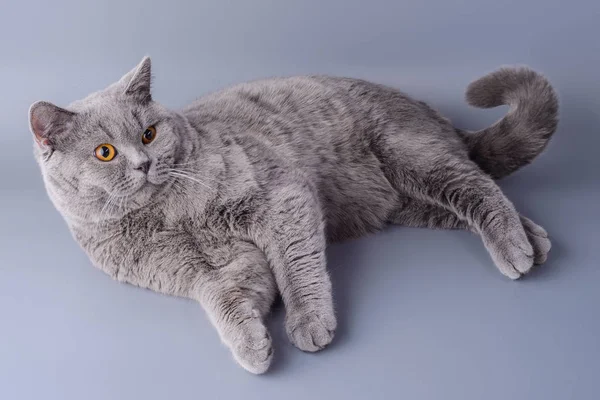 Hermoso gato británico joven extendida sobre un fondo gris — Foto de Stock