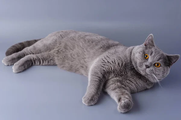 Krásná mladá britská kočka se rozvalil na šedém pozadí — Stock fotografie
