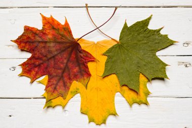 Beyaz arka plan üzerinde izole farklı renklerde üç akçaağaç yaprakları