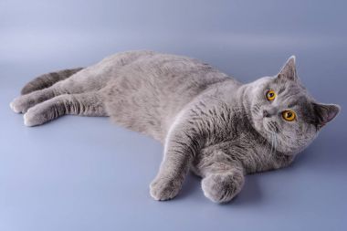 Baktılar gri İngiliz kedi mor arka plan üzerinde yatıyor