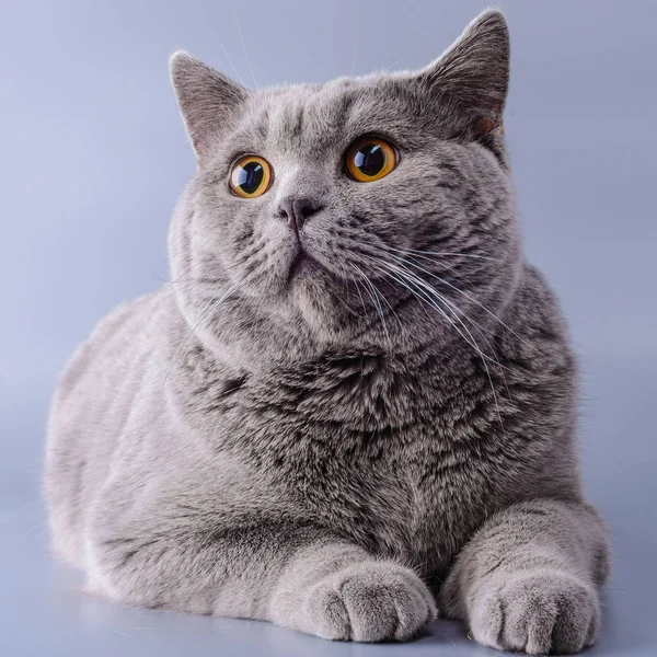 Sehr schöne überraschte britische Katze liegt auf lila Hintergrund . — Stockfoto