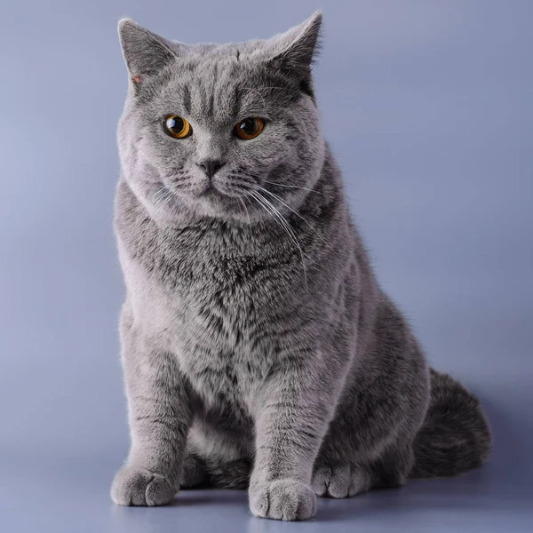 Graue britische Katze sitzt ein halbes Jahr nach der Geburt auf lila Hintergrund — Stockfoto