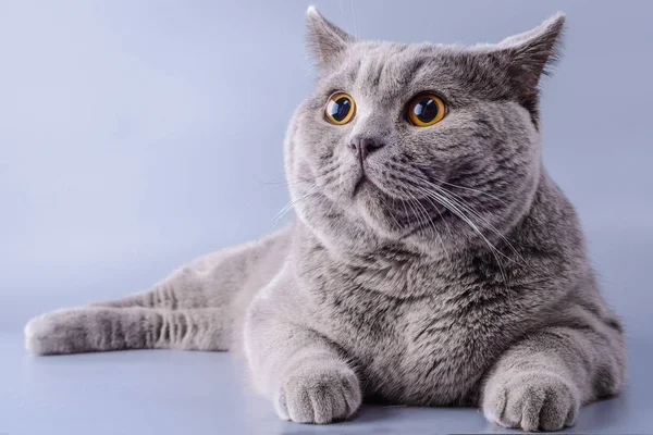 Hübsche graue britische Katze mit kurzen Haaren, die sich hinlegt und isoliert wegsieht auf lila Hintergrund — Stockfoto