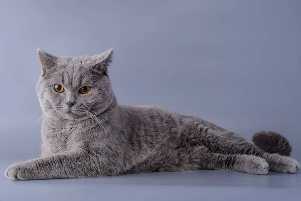 Zufriedene graue britische Kurzhaarkatze legt sich hin und schaut isoliert auf lila Hintergrund weg — Stockfoto