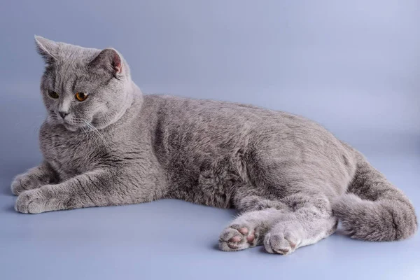 Bastante gris británico pelo corto gato acostado aislado sobre un fondo púrpura — Foto de Stock