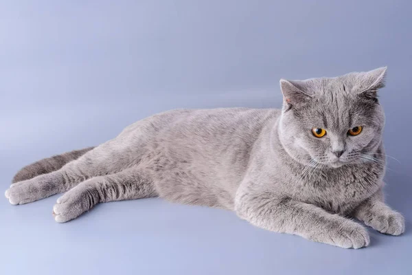 Melancólico gris británico pelo corto gato acostado mirando hacia otro lado aislado sobre un púrpura fondo — Foto de Stock