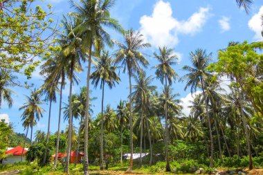 Hindistan cevizi avuç içi ile güzel tropikal arka plan bakış. Tayland