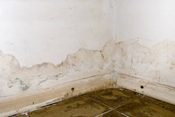 Flooding rainwater or floor heating systems, causing damage, peeling paint and mildew. — Stock Image Flooding rainwater or floor heating systems, causing damage, peeling paint and mildew. Stock Image