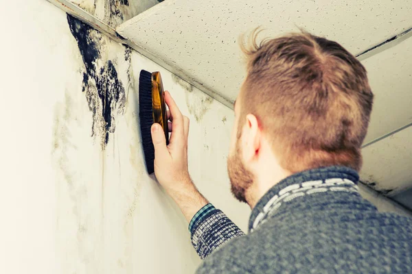 Bearded man removes black mold on the wall after leakage — Stock Image Bearded man removes black mold on the wall after leakage Royalty Free Stock Photos