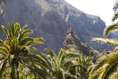 peyzaj palmiyeleri ve tepeleri