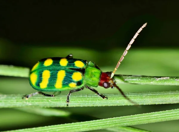 Escarabajo Del Pepino Vendado Diabrotica Balteata Grupo Agujas Pino Foto —  Fotos de Stock