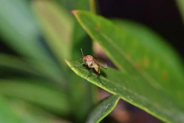 Grzyb Gnat Usiadł Liściu Oleandra Houston Teksasie Godzinach Nocnych Lubi — Zdjęcie stockowe