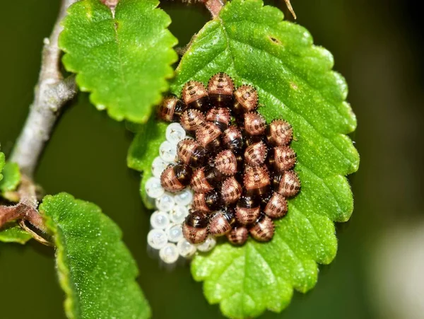 Dusky Shield Bug Nymphs Білими Яєчними Оболонками Після Вилуплення Зібрані — стокове фото