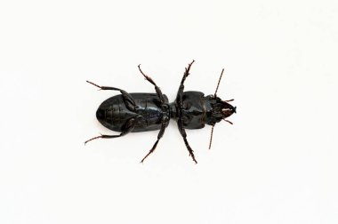 Koca Kafalı Yer Böceği ters dönmüş bacakların ve vücudun alt kısımlarını ortaya çıkarıyor. Kopyalama alanı olan beyaz bir arkaplanda izole edilmiş, bilimsel resim.
