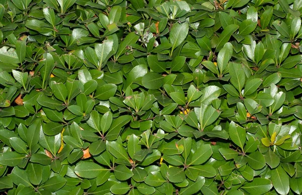 Indian hawthorn hedge with trimmed leaves. Common garden shrub deriving from the East from China to Vietnam. Popular garden shrub for businesses and private gardens in the southern USA.