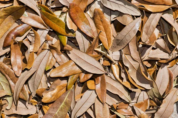 Hojas Roble Marrón Seco Esparcidas Por Suelo Después Temporada Otoño — Foto de Stock