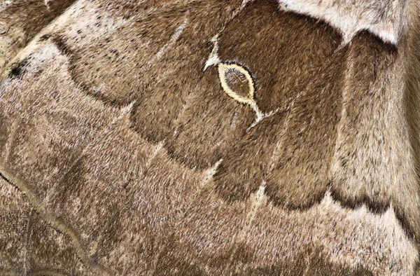 Makro Męskiego Skrzydła Ćmy Polyphemus Drobne Szczegóły Wzorów Oznaczeń Odcieni — Zdjęcie stockowe