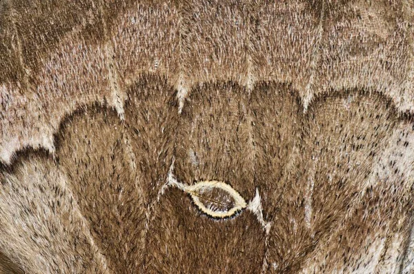 Makro Męskiego Skrzydła Ćmy Polyphemus Drobne Szczegóły Wzorów Oznaczeń Odcieni — Zdjęcie stockowe