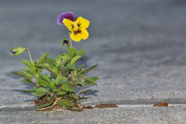 İbne çiçeği, gri asfaltta büyüyen Viola Tricolor. Kopya alanı ile izole edilmiş, seçici bir odak. Anma, nostalji ve yasak aşk da dahil olmak üzere birçok çiçeğin anlamı vardır..