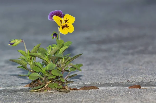 Flor Pantanosa Viola Tricolor Crescer Pavimento Cinzento Foco Isolado Seletivo — Fotografia de Stock
