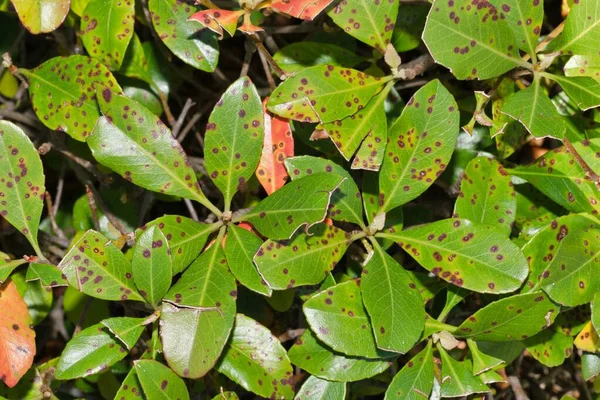 Blattfleckenkrankheit Den Blättern Der Indischen Weißdornpflanze Zustand Der Durch Parasitäre — Stockfoto