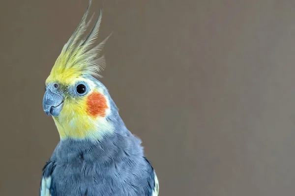 Perfil Pájaro Macho Cockatiel Gris Fondo Marrón Liso Con Espacio — Foto de Stock