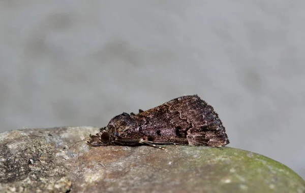 곰팡이 봄로카 나방은 측면에서 보이는 매끄러운 Variegated Snout Moth 도불리며 — 스톡 사진