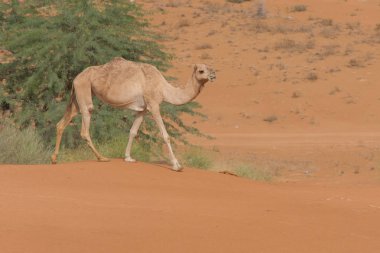 Bir dromedary devesi (Camelus dromedarius) Birleşik Arap Emirlikleri 'ndeki çöl kumlarında yürüyor..