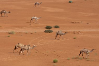 Bir grup dromedary deve (Camelus dromedarius) Birleşik Arap Emirlikleri 'ndeki çöl kumlarında yürüyorlar..