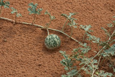 Yeşil Çöl Kabağı (Citrullus colocynthis) (Handhal), Birleşik Arap Emirlikleri 'nde (Uae) geceleyin kumdaki bir sarmaşığın üzerinde.