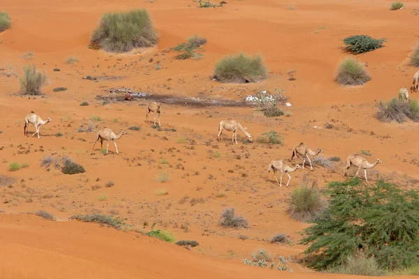 Mirando hacia abajo a un grupo de camellos dromedarios (Camelus dromedarius) caminando por la arena del desierto en los Emiratos Árabes Unidos . — Foto de Stock