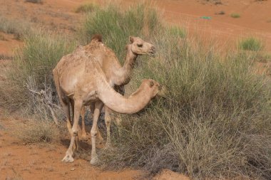 Bir çift dromedary deve (Camelus dromedarius) Birleşik Arap Emirlikleri 'ndeki çöl kumunda yürüyor ve yiyor..