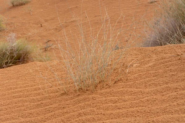 緑の回復力のある砂漠の草の植物はアラブ首長国連邦のパターンとテクスチャオレンジの砂の間に座っている. — ストック写真