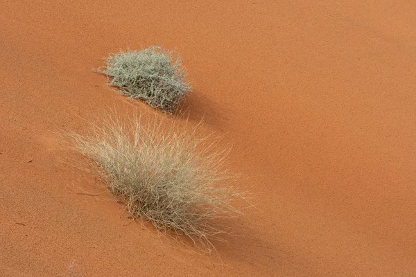 Um par de plantas verdes do deserto fica entre as areias laranja padronizadas e texturizadas nos Emirados Árabes Unidos . — Fotografia de Stock