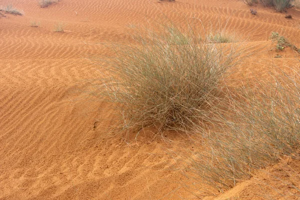 Um par de plantas verdes do deserto fica entre as areias laranja padronizadas e texturizadas nos Emirados Árabes Unidos . — Fotografia de Stock