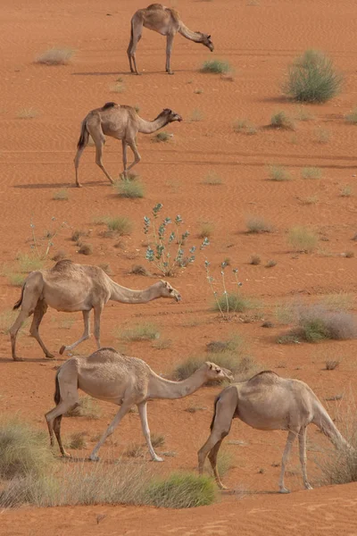 阿拉伯联合酋长国沙漠沙滩上行走的一群小骆驼（骆驼）的肖像画. — 图库照片