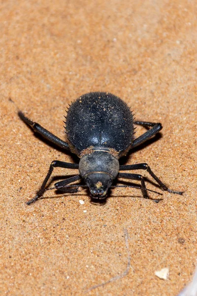 Primer plano de un Escarabajo Urchin (Priionotheca cornata) caminando por la arena del desierto por la noche en los Emiratos Árabes Unidos (EAU) ). — Foto de Stock